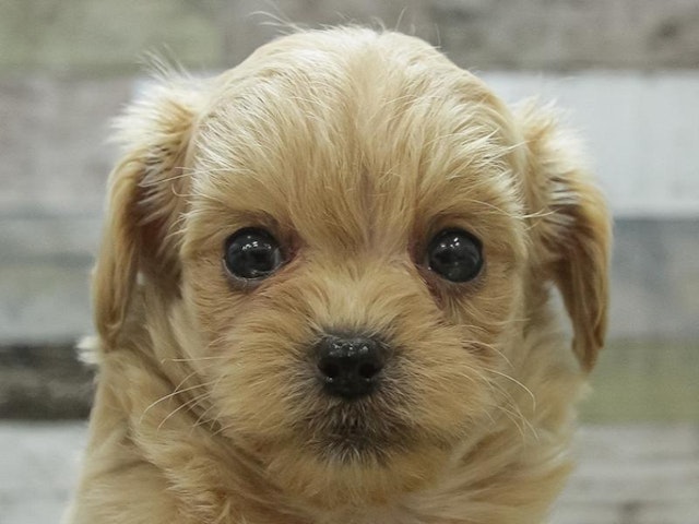 2023年11月26日生まれのハーフ犬の1枚目の写真